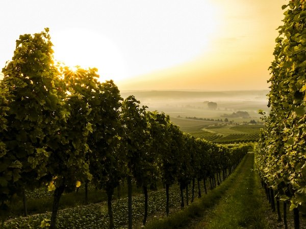 Vignoble champenois