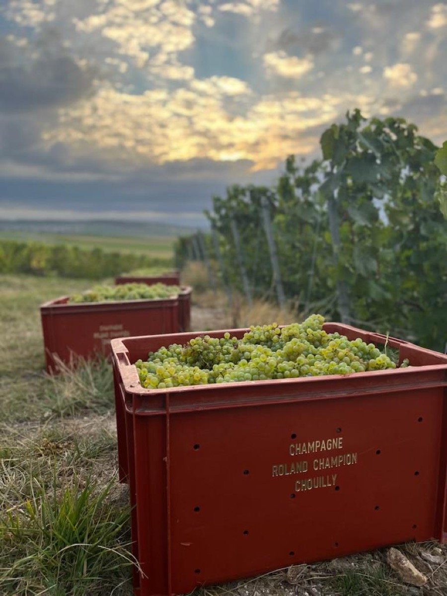 Vendanges