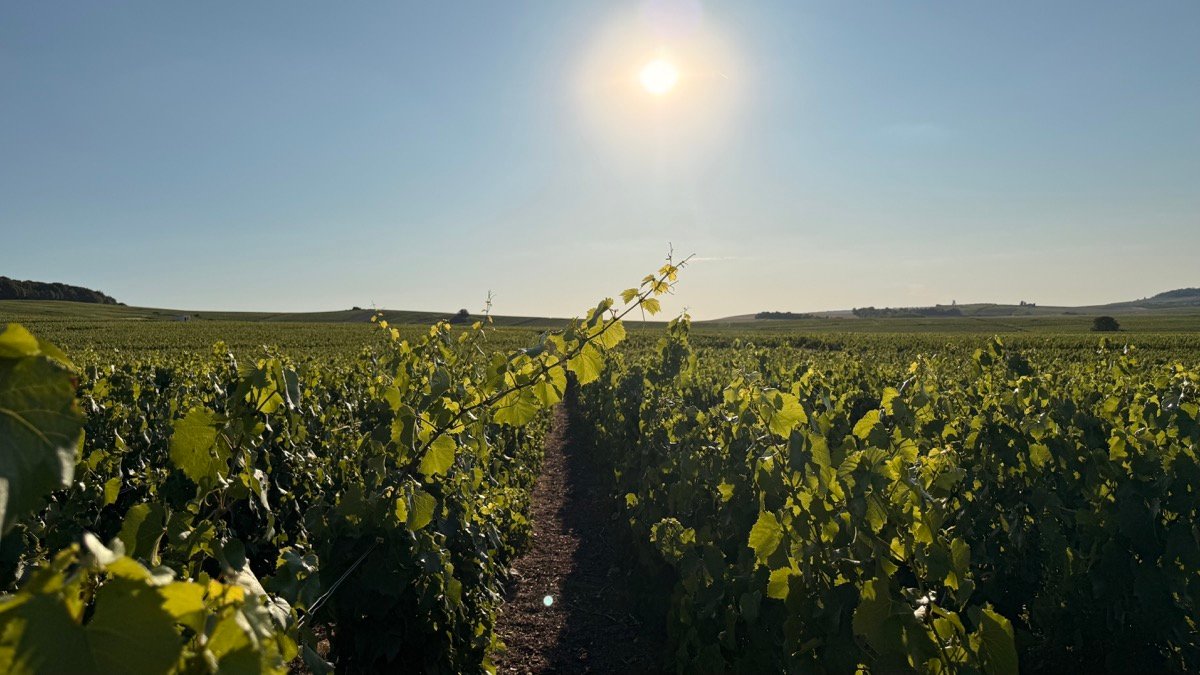 Parcelles vignes