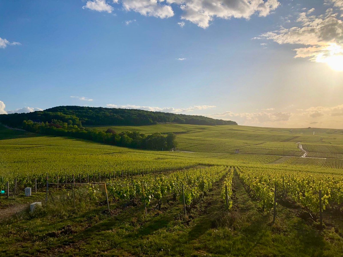Vignes de Chouilly