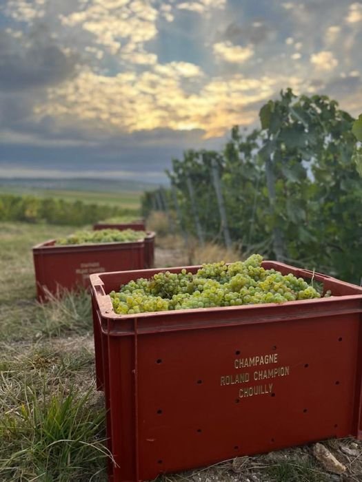 Les vendanges