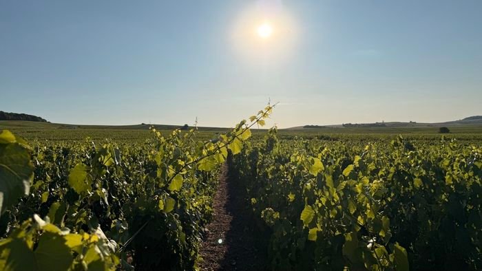 Nos parcelles de Chouilly