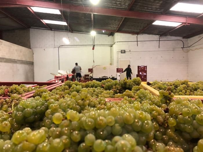 Journée de vendanges