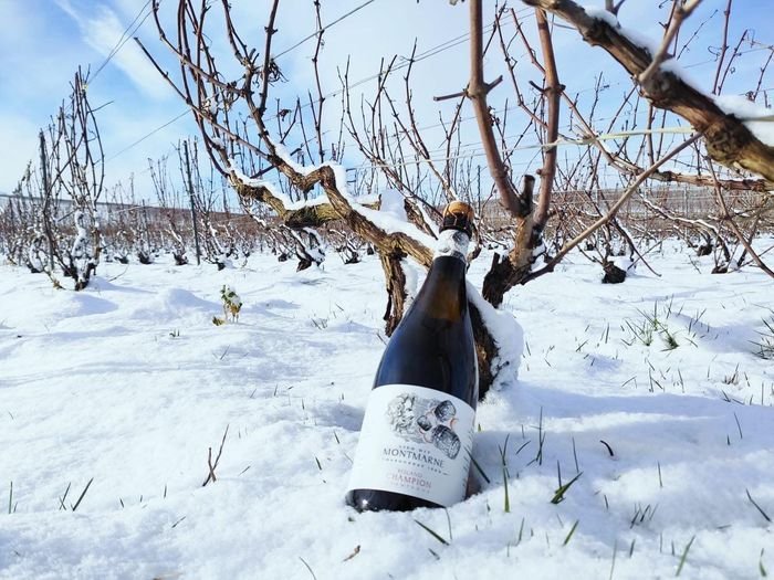 Une bouteille dans les vignes sous la neige