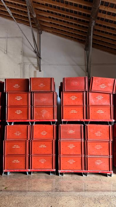 Les caisses prêtes pour la vendange