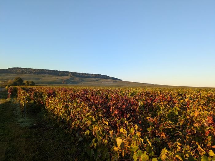 Le vignoble aux couleurs de l'automne