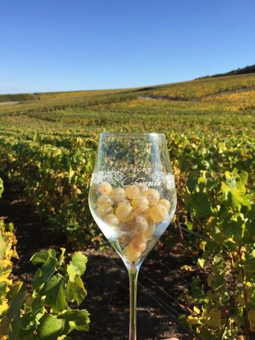 Une coupe au cœur des vignes