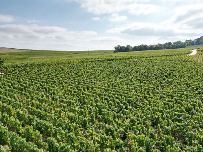 Le vignoble vu du ciel
