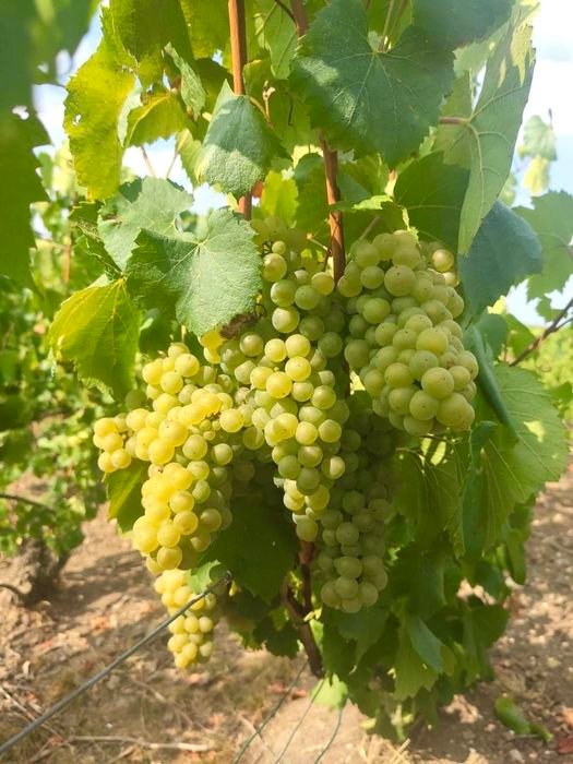 Raisins blancs de Champagne