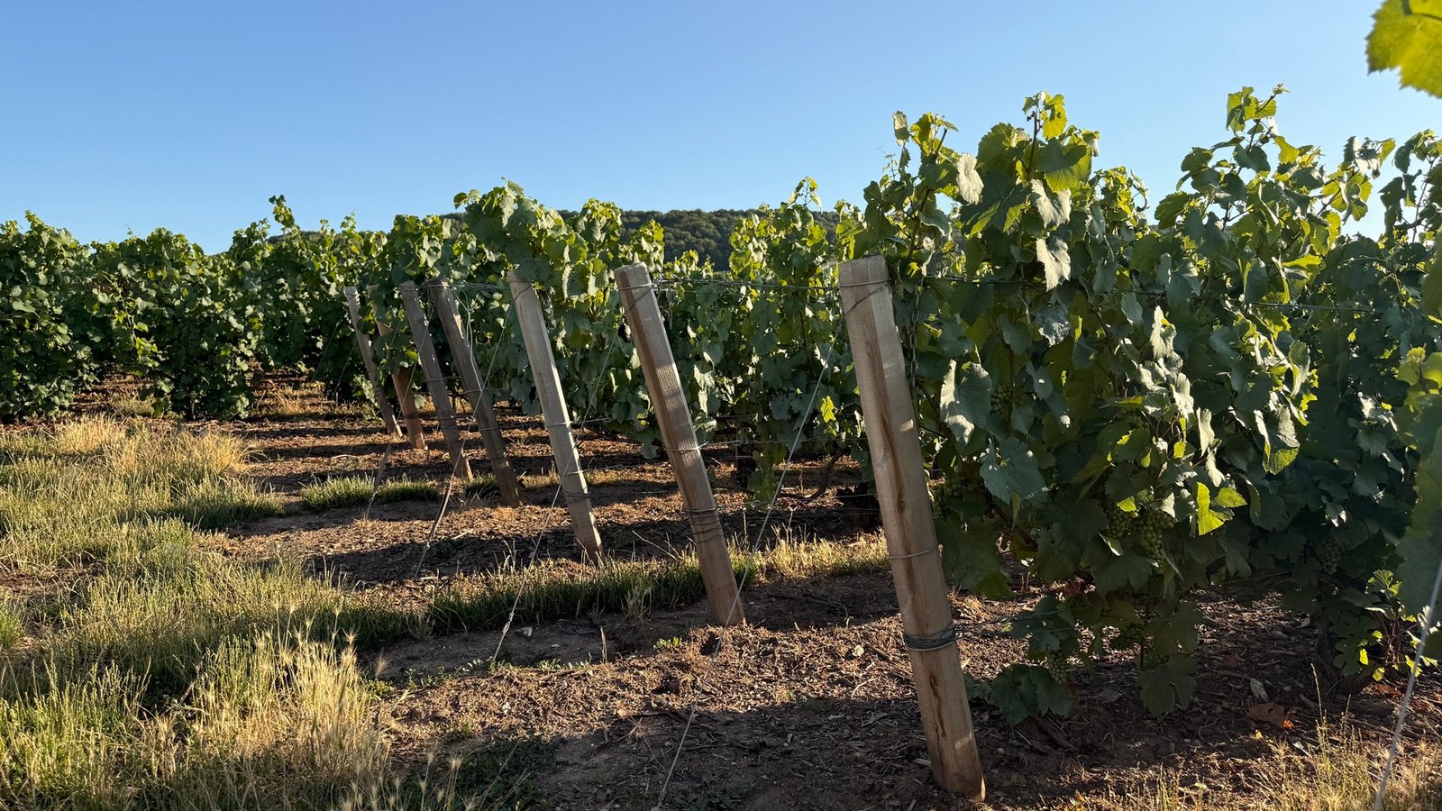 Champagne Roland Champion Vineyard